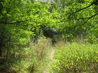 IMG 7025  This was the footpath to the swimmingpool.